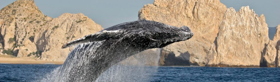 Avistamiento de Ballenas en Cabo San Lucas