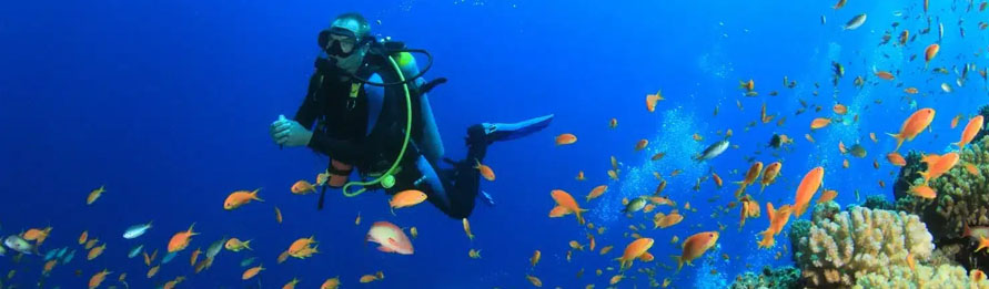 Excursión de Buceo en Cabo San Lucas