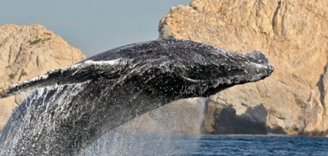 Avistamiento de Ballenas en Cabo San Lucas