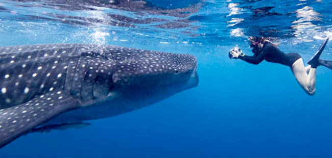 Whale Sharks Adventure