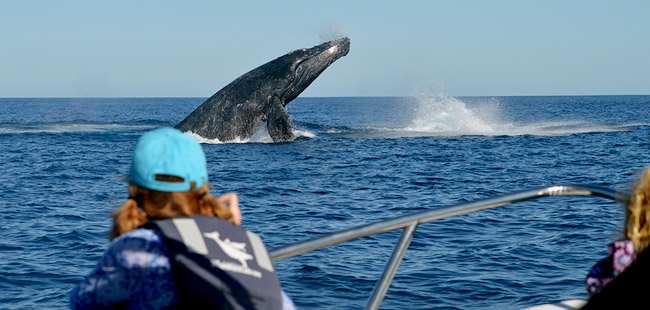 Pacific Beach Ranch Ride