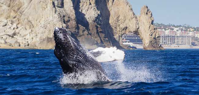 ATV & Horseback Riding