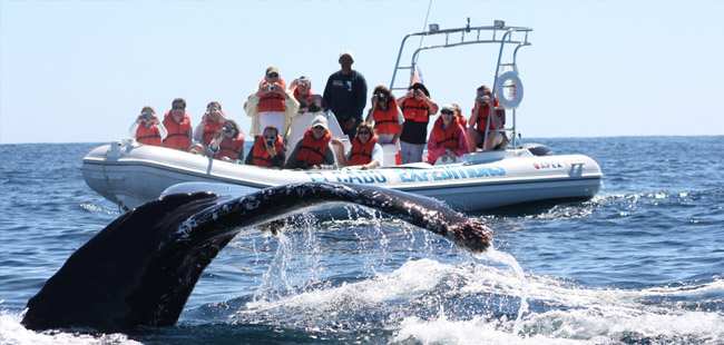 Camel Quest Adventure