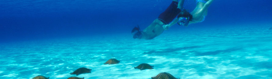 Haga Snorkel En Los Increíbles Arrecifes De Cozumel