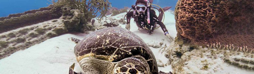 Aprenda A Bucear En Cozumel