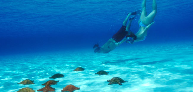 Practique Snorkel en los Increíbles Arrecifes de Cozumel