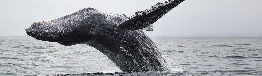 Whale Watching in Mazatlan