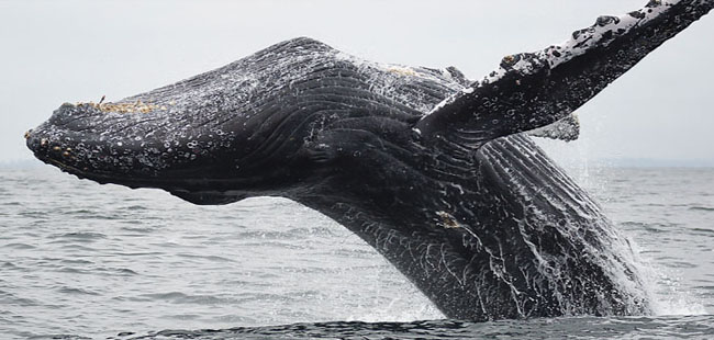 Whale Watching in Mazatlan