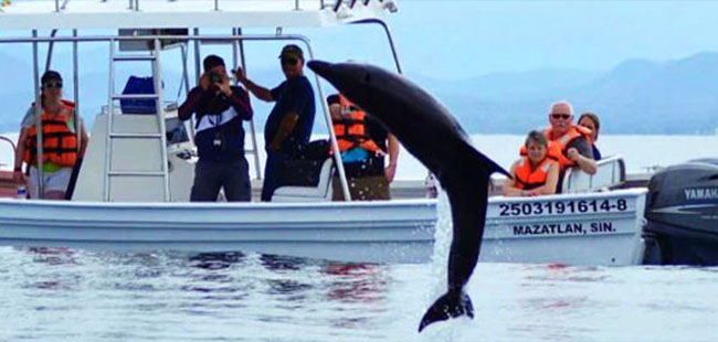 Mazatlan's Wild Dolphins Adventure Tour