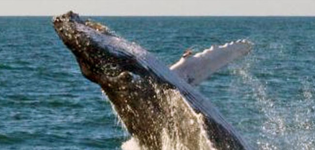 Mazatlan Whale Watching Tour