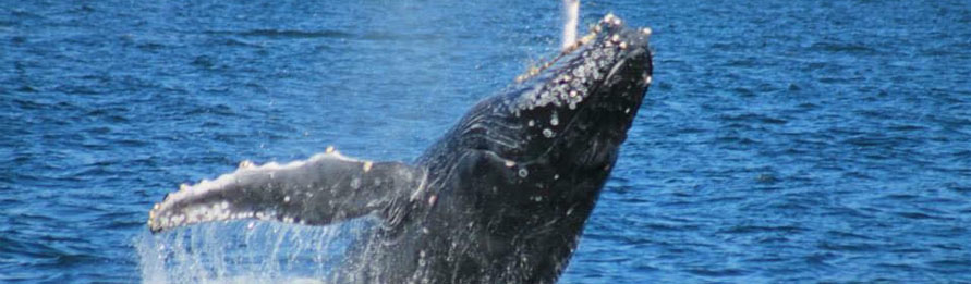 Whale Watching in Banderas Bay