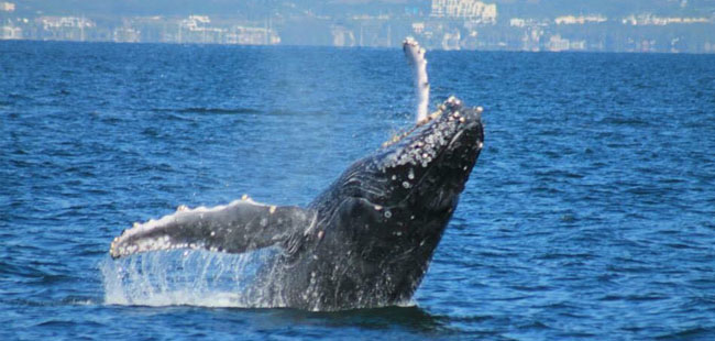 Whale Watching in Banderas Bay