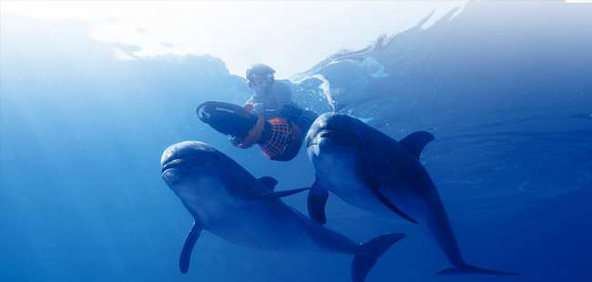 Snorkel With Wild Dolphins
