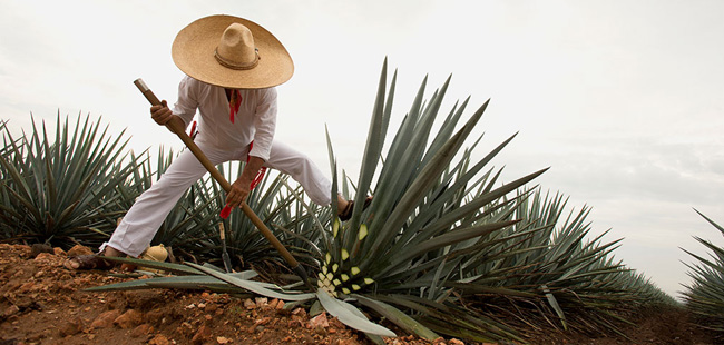 Private Tequila Town Express