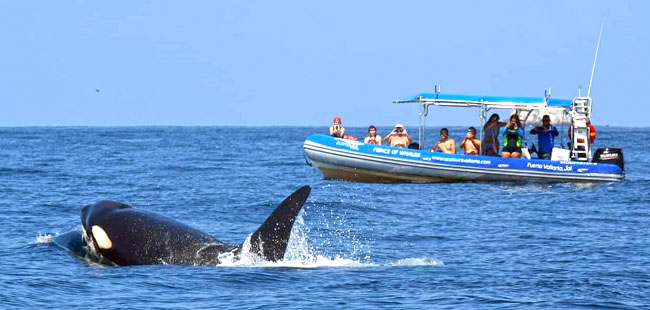Avistamiento de Ballenas en el Zodiac Puerto Vallarta