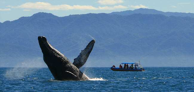 Avistamiento de Ballenas en Bahía de Banderas & Excursión en Velero