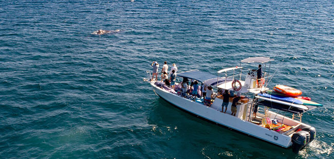 Avistamiento Privado de Ballenas en Puerto Vallarta