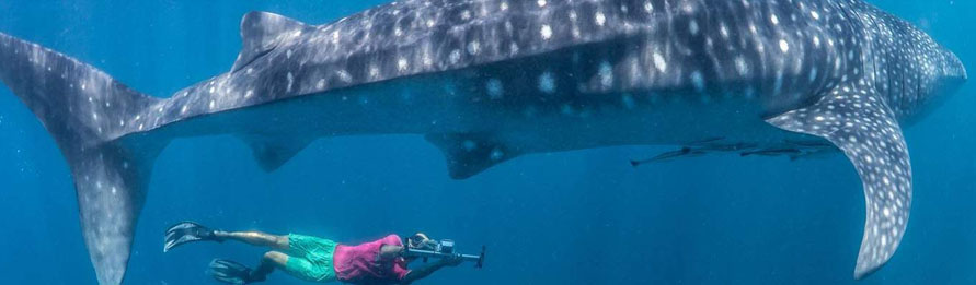 Swim With Whale Sharks