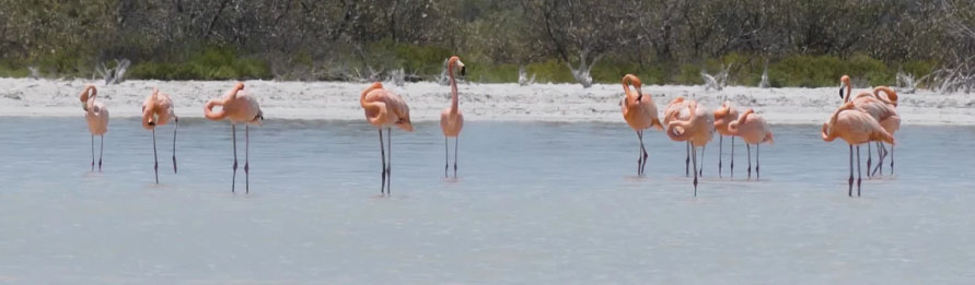 Discover Las Coloradas – Mexico’s Pink Lakes & Rio Lagartos