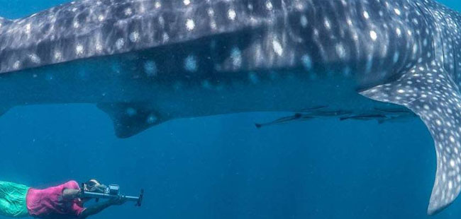 Swim With Whale Sharks