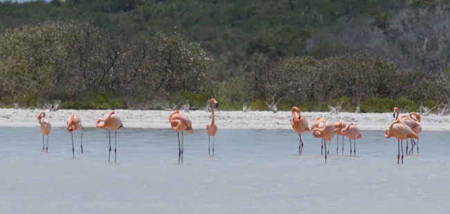Discover Las Coloradas – Mexico’s Pink Lakes & Rio Lagartos