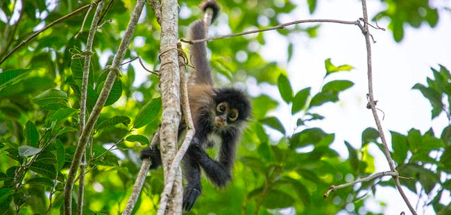 Coba, Cenote and Punta Laguna Monkey Sanctuary