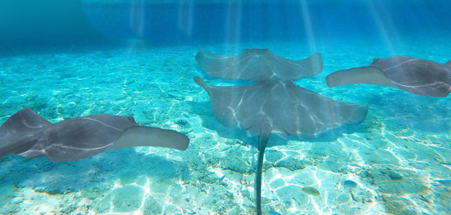 Snorkel With Sting Rays in Cozumel