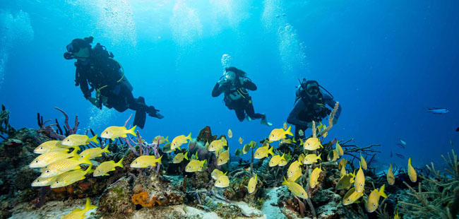 Playa Del Carmen Reef Dive