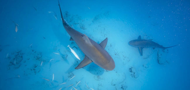 Bull Shark Diving Adventure