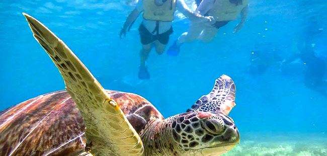 Akumal Sea Turtles + Cenotes Half Day Combo