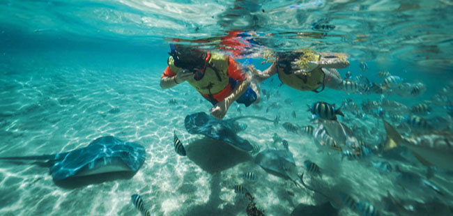 Snorkel With Sting Rays in Cozumel