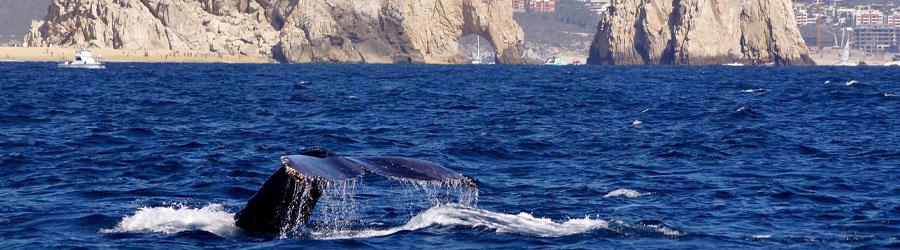 Baja Private Luxury 100’ Double-deck Catamaran Charter 3