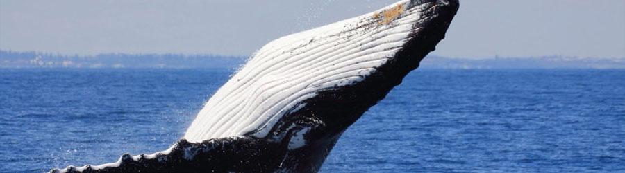 Baja Private Luxury 100’ Double-deck Catamaran Charter 7