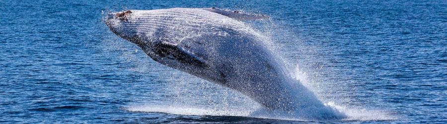 Baja Private Luxury 100’ Double-deck Catamaran Charter 8