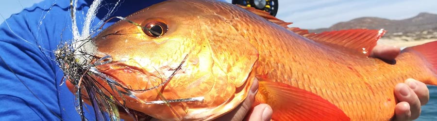 26' Fly Fishing Charter Cabo San Lucas 8