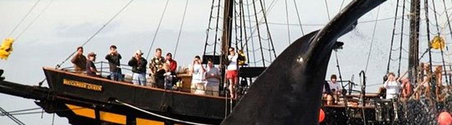 Buccaneer Queen Whale Watching Fun Adventure 2