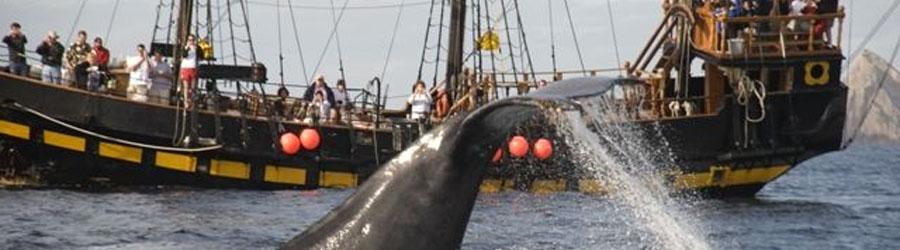 Buccaneer Queen Whale Watching Fun Adventure 5