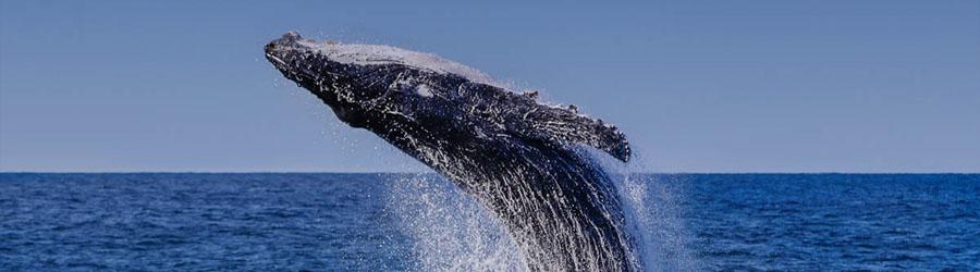 Buccaneer Queen Whale Watching Fun Adventure 7