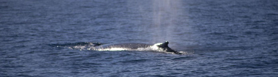 Cabo Escape Breakfast + Whale Watching Catamaran Cruise 1