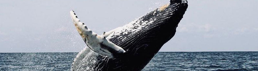 Cabo Escape Breakfast + Whale Watching Catamaran Cruise 4