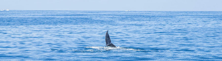 Cabo Escape Breakfast + Whale Watching Catamaran Cruise 6