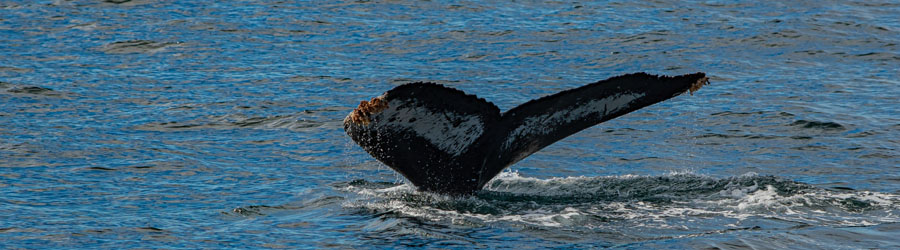 Cabo Escape Breakfast + Whale Watching Catamaran Cruise 7