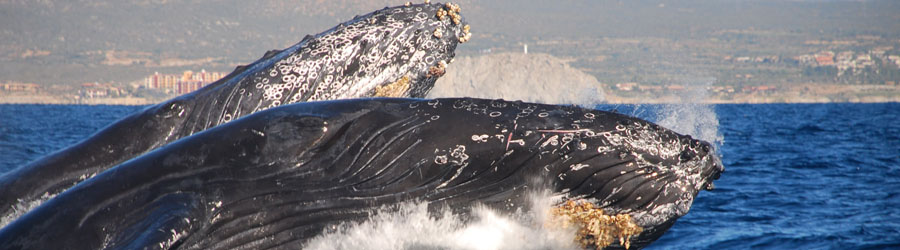 Cabo Escape Breakfast + Whale Watching Catamaran Cruise 8