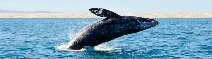 Whales & Tales Pirate Ship Adventure 1