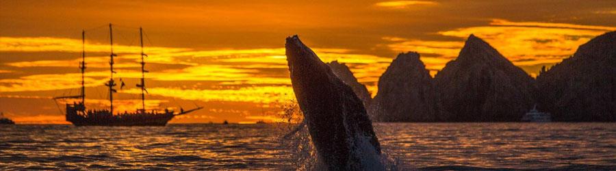 Whales & Tales Pirate Ship Adventure 3