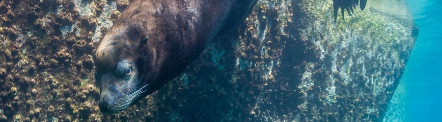 Cabo Pulmo Snorkeling Tour 1