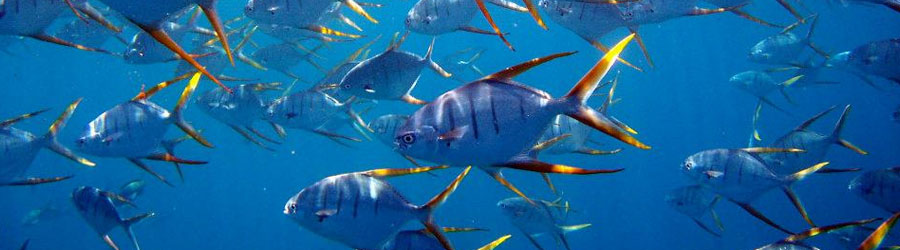 Cabo Pulmo Snorkeling Tour 2