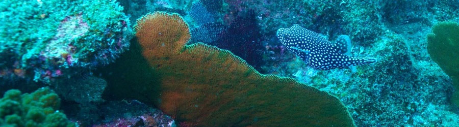 Cabo Pulmo Snorkeling Tour 3