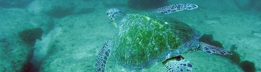 Cabo Pulmo Snorkeling Tour 4