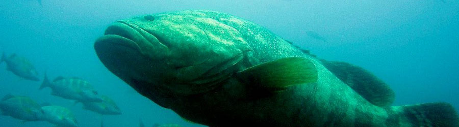 Cabo Pulmo Snorkeling Tour 7